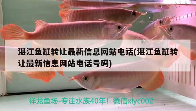 湛江魚缸轉(zhuǎn)讓最新信息網(wǎng)站電話(湛江魚缸轉(zhuǎn)讓最新信息網(wǎng)站電話號(hào)碼) 飛鳳魚苗