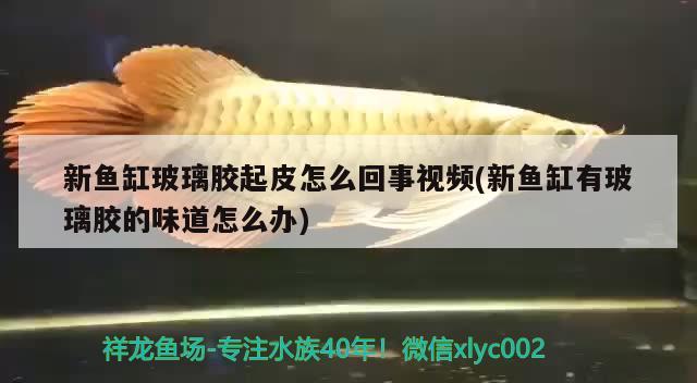 新魚缸玻璃膠起皮怎么回事視頻(新魚缸有玻璃膠的味道怎么辦)