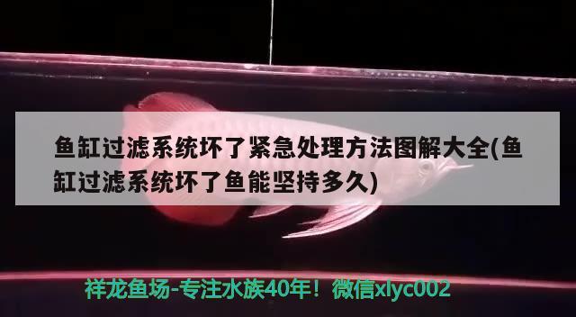 魚(yú)缸過(guò)濾系統(tǒng)壞了緊急處理方法圖解大全(魚(yú)缸過(guò)濾系統(tǒng)壞了魚(yú)能堅(jiān)持多久)