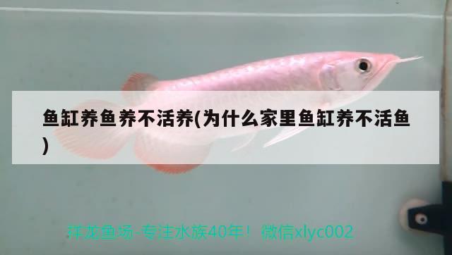 魚缸養(yǎng)魚養(yǎng)不活養(yǎng)(為什么家里魚缸養(yǎng)不活魚)