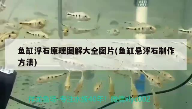 魚缸浮石原理圖解大全圖片(魚缸懸浮石制作方法) 蘇虎