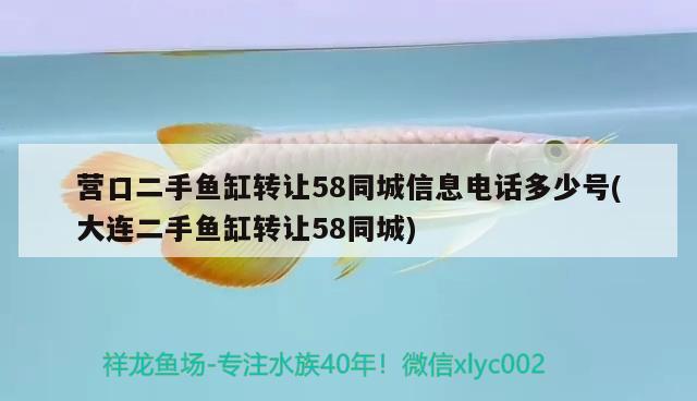 營(yíng)口二手魚(yú)缸轉(zhuǎn)讓58同城信息電話多少號(hào)(大連二手魚(yú)缸轉(zhuǎn)讓58同城) 元寶鳳凰魚(yú)