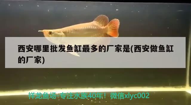 西安哪里批發(fā)魚缸最多的廠家是(西安做魚缸的廠家) BD魟魚