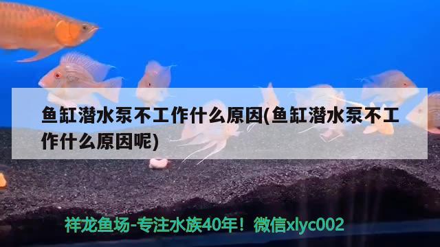 魚缸潛水泵不工作什么原因(魚缸潛水泵不工作什么原因呢)