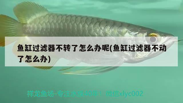 魚缸過濾器不轉(zhuǎn)了怎么辦呢(魚缸過濾器不動(dòng)了怎么辦)