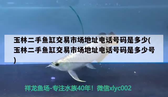 玉林二手魚缸交易市場(chǎng)地址電話號(hào)碼是多少(玉林二手魚缸交易市場(chǎng)地址電話號(hào)碼是多少號(hào)) 黑金魟魚