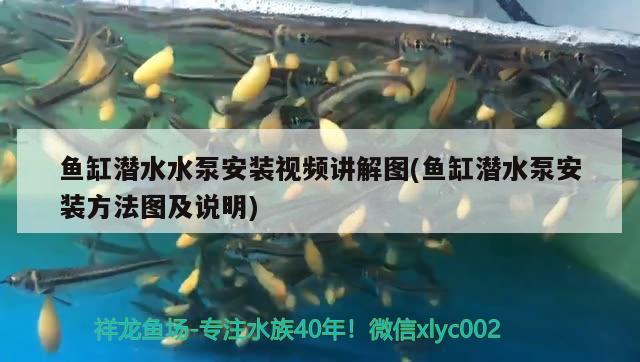 魚缸潛水水泵安裝視頻講解圖(魚缸潛水泵安裝方法圖及說明)