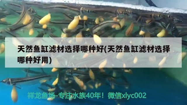 天然魚(yú)缸濾材選擇哪種好(天然魚(yú)缸濾材選擇哪種好用) 祥龍進(jìn)口元寶鳳凰魚(yú)