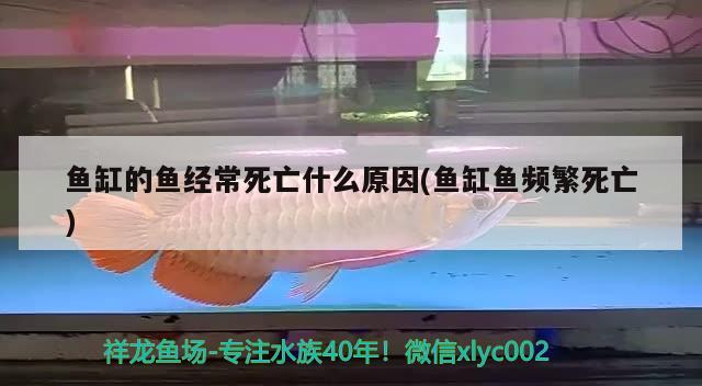 魚缸的魚經(jīng)常死亡什么原因(魚缸魚頻繁死亡) 沖氧泵