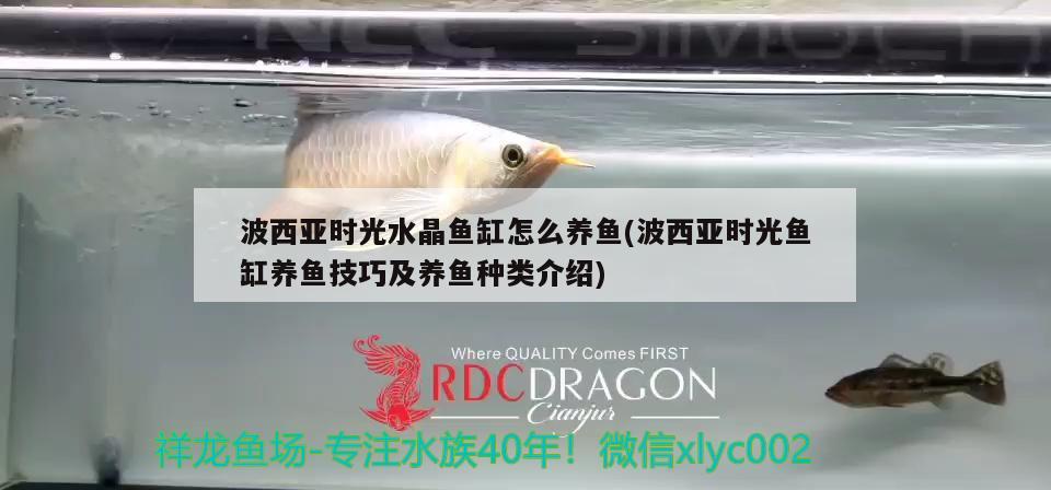 波西亞時(shí)光水晶魚缸怎么養(yǎng)魚(波西亞時(shí)光魚缸養(yǎng)魚技巧及養(yǎng)魚種類介紹)