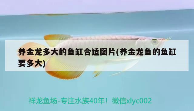 養(yǎng)金龍多大的魚缸合適圖片(養(yǎng)金龍魚的魚缸要多大) 刀魚魚