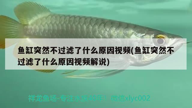 魚缸突然不過(guò)濾了什么原因視頻(魚缸突然不過(guò)濾了什么原因視頻解說(shuō)) 檸檬鯽