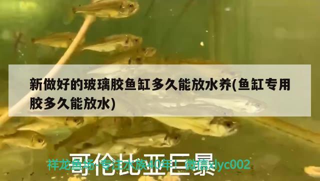 新做好的玻璃膠魚缸多久能放水養(yǎng)(魚缸專用膠多久能放水)