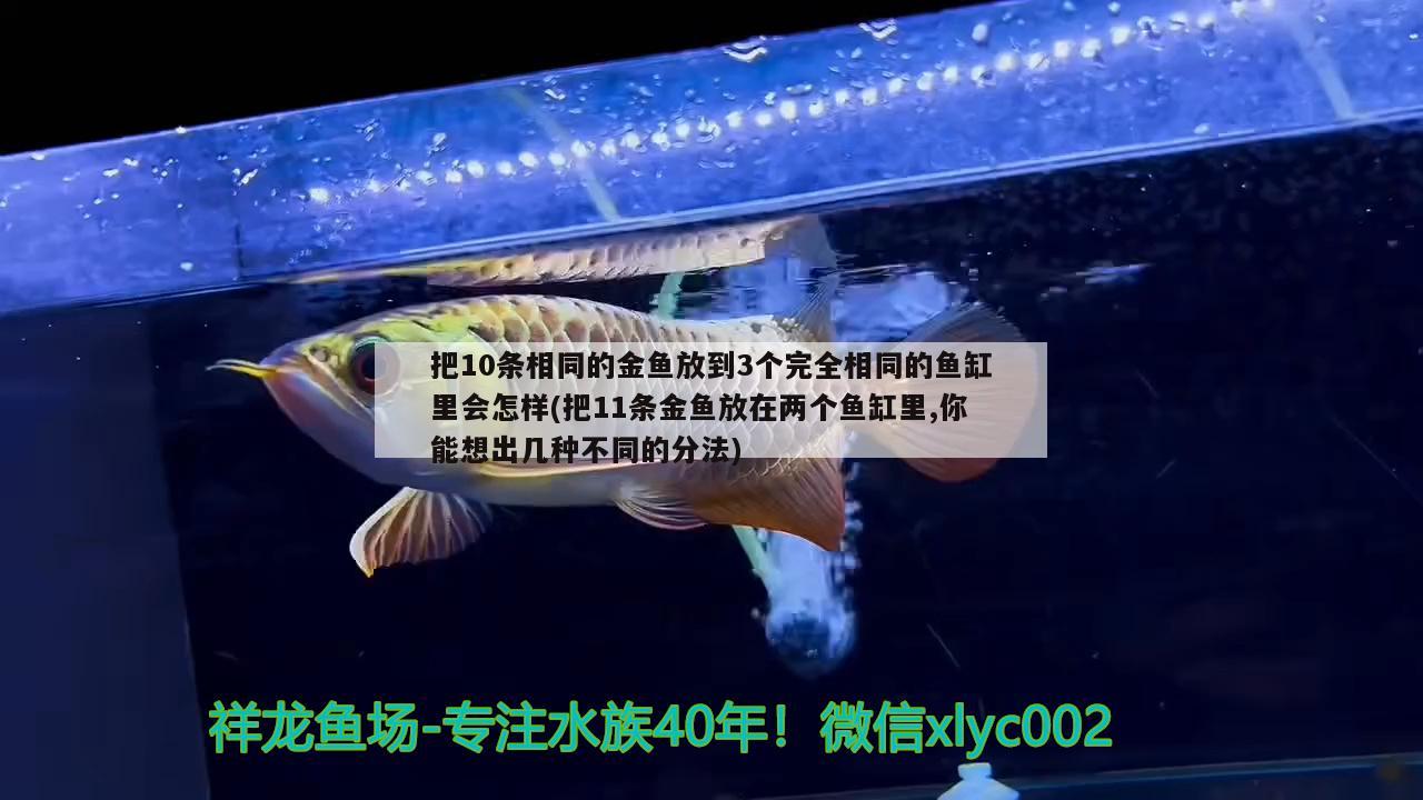 把10條相同的金魚(yú)放到3個(gè)完全相同的魚(yú)缸里會(huì)怎樣(把11條金魚(yú)放在兩個(gè)魚(yú)缸里,你能想出幾種不同的分法)