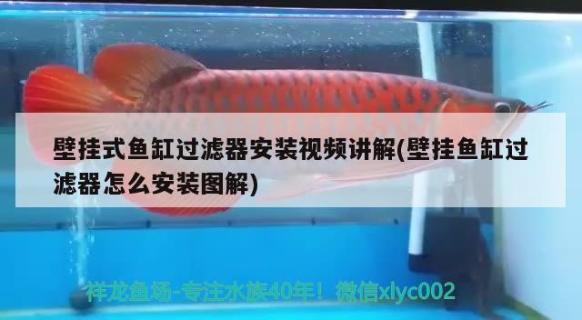 壁掛式魚缸過(guò)濾器安裝視頻講解(壁掛魚缸過(guò)濾器怎么安裝圖解) 白子金龍魚