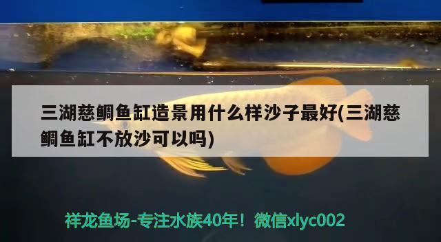 三湖慈鯛魚缸造景用什么樣沙子最好(三湖慈鯛魚缸不放沙可以嗎) 印尼四紋虎