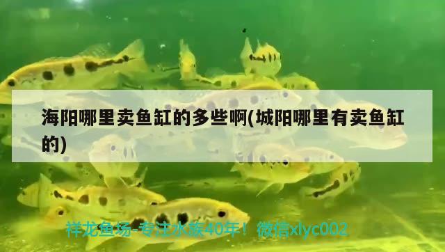 海陽哪里賣魚缸的多些啊(城陽哪里有賣魚缸的) 慈雕魚