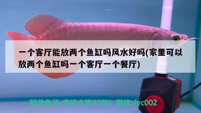 一個客廳能放兩個魚缸嗎風(fēng)水好嗎(家里可以放兩個魚缸嗎一個客廳一個餐廳)