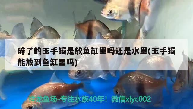 碎了的玉手鐲是放魚缸里嗎還是水里(玉手鐲能放到魚缸里嗎)