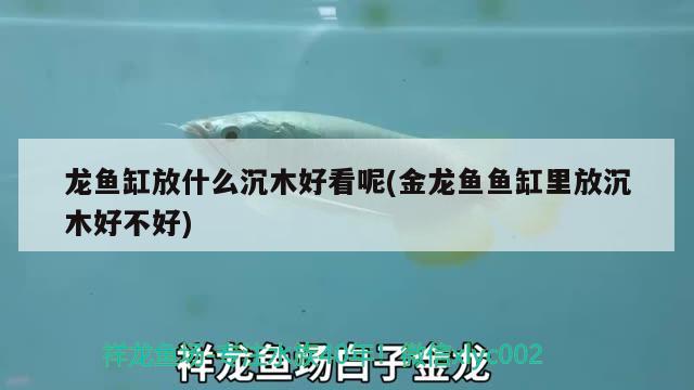 龍魚缸放什么沉木好看呢(金龍魚魚缸里放沉木好不好)