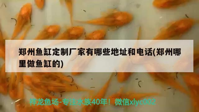 鄭州魚缸定制廠家有哪些地址和電話(鄭州哪里做魚缸的) 飛鳳魚苗