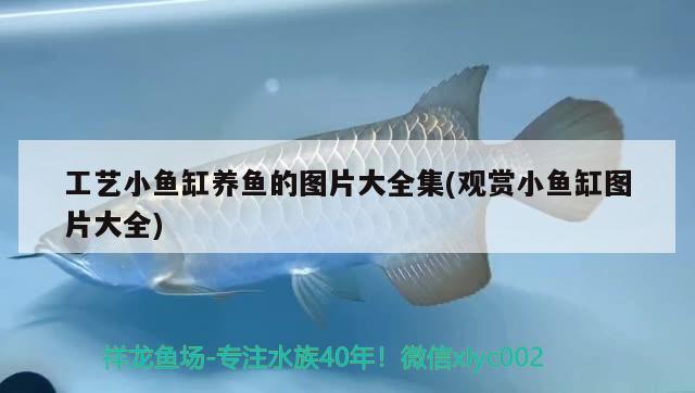 工藝小魚缸養(yǎng)魚的圖片大全集(觀賞小魚缸圖片大全) 肺魚