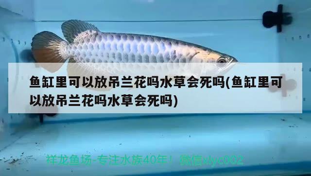 魚缸里可以放吊蘭花嗎水草會死嗎(魚缸里可以放吊蘭花嗎水草會死嗎) 水草