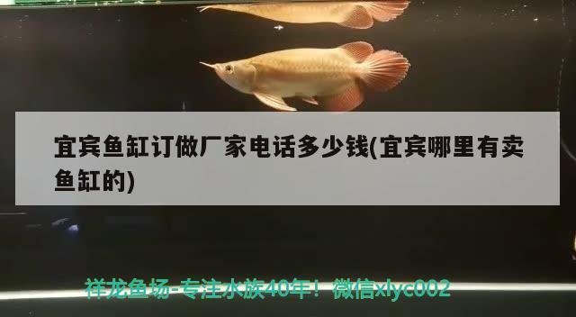 宜賓魚缸訂做廠家電話多少錢(宜賓哪里有賣魚缸的) 非洲金鼓魚