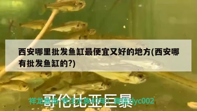 西安哪里批發(fā)魚缸最便宜又好的地方(西安哪有批發(fā)魚缸的?) 元寶鳳凰魚