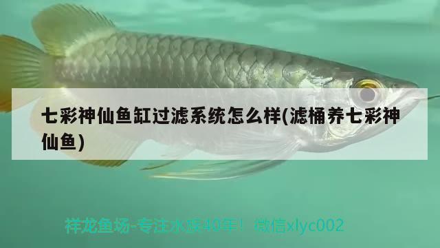 七彩神仙魚缸過濾系統(tǒng)怎么樣(濾桶養(yǎng)七彩神仙魚)