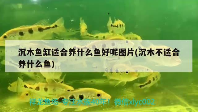 沉木魚(yú)缸適合養(yǎng)什么魚(yú)好呢圖片(沉木不適合養(yǎng)什么魚(yú)) 帝王迷宮