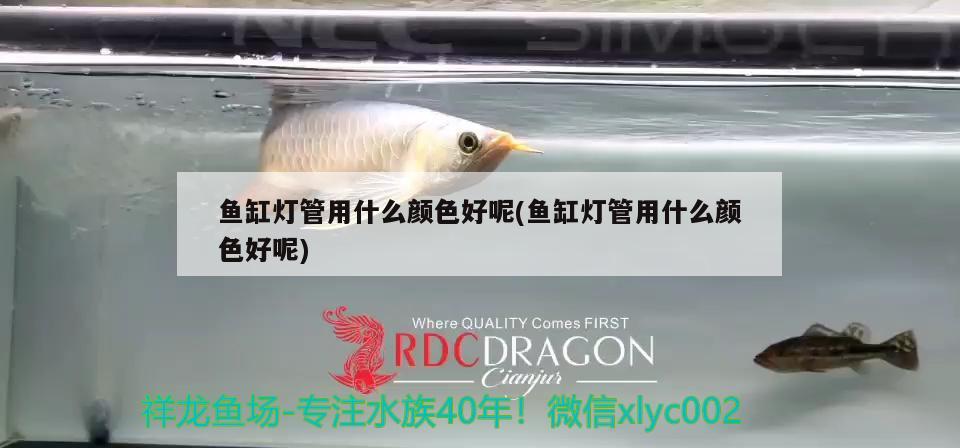 魚缸燈管用什么顏色好呢(魚缸燈管用什么顏色好呢) 印尼虎苗