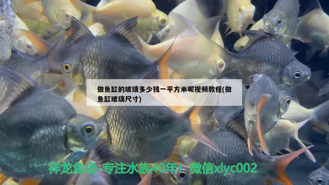 做魚缸的玻璃多少錢一平方米呢視頻教程(做魚缸玻璃尺寸) 九鼎魚缸