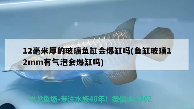 12毫米厚的玻璃魚缸會爆缸嗎(魚缸玻璃12mm有氣泡會爆缸嗎) 飛鳳魚苗