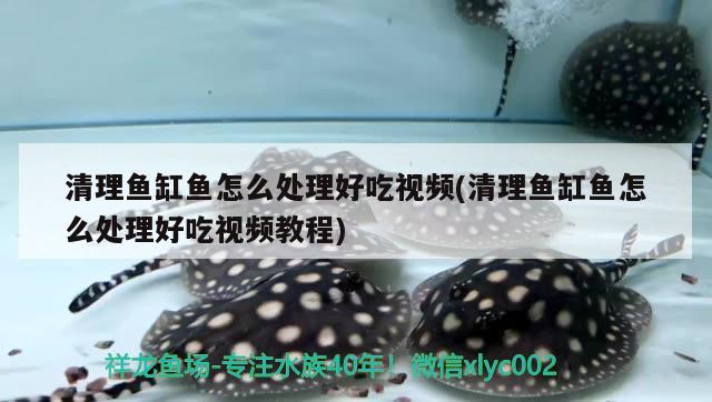 清理魚缸魚怎么處理好吃視頻(清理魚缸魚怎么處理好吃視頻教程)