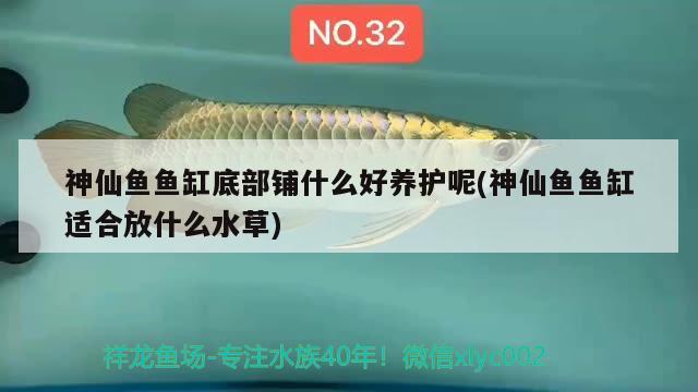 神仙魚魚缸底部鋪什么好養(yǎng)護(hù)呢(神仙魚魚缸適合放什么水草) 水草