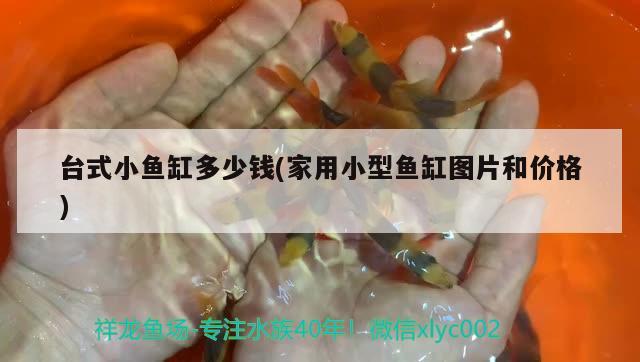 臺(tái)式小魚缸多少錢(家用小型魚缸圖片和價(jià)格) 印尼虎苗