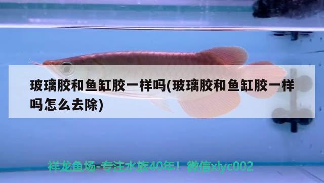 玻璃膠和魚缸膠一樣嗎(玻璃膠和魚缸膠一樣嗎怎么去除)