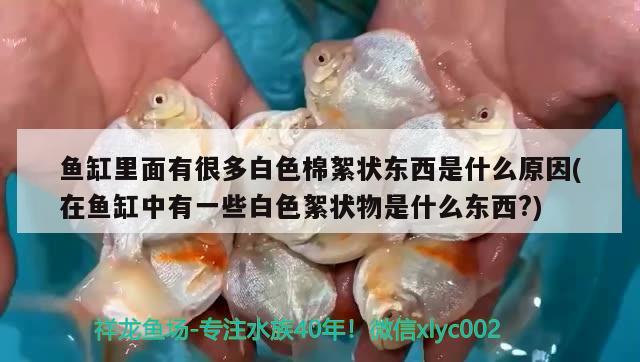 魚缸里面有很多白色棉絮狀東西是什么原因(在魚缸中有一些白色絮狀物是什么東西?) 定時器/自控系統(tǒng)