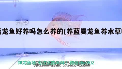 藍(lán)龍魚好養(yǎng)嗎怎么養(yǎng)的(養(yǎng)藍(lán)曼龍魚養(yǎng)水草嗎)