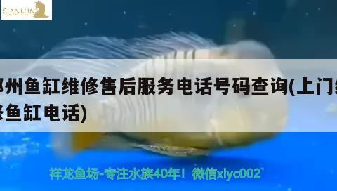 鄭州魚缸維修售后服務(wù)電話號(hào)碼查詢(上門維修魚缸電話) 黑影道人魚