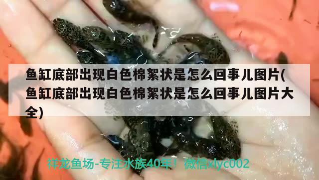 魚缸底部出現(xiàn)白色棉絮狀是怎么回事兒圖片(魚缸底部出現(xiàn)白色棉絮狀是怎么回事兒圖片大全)