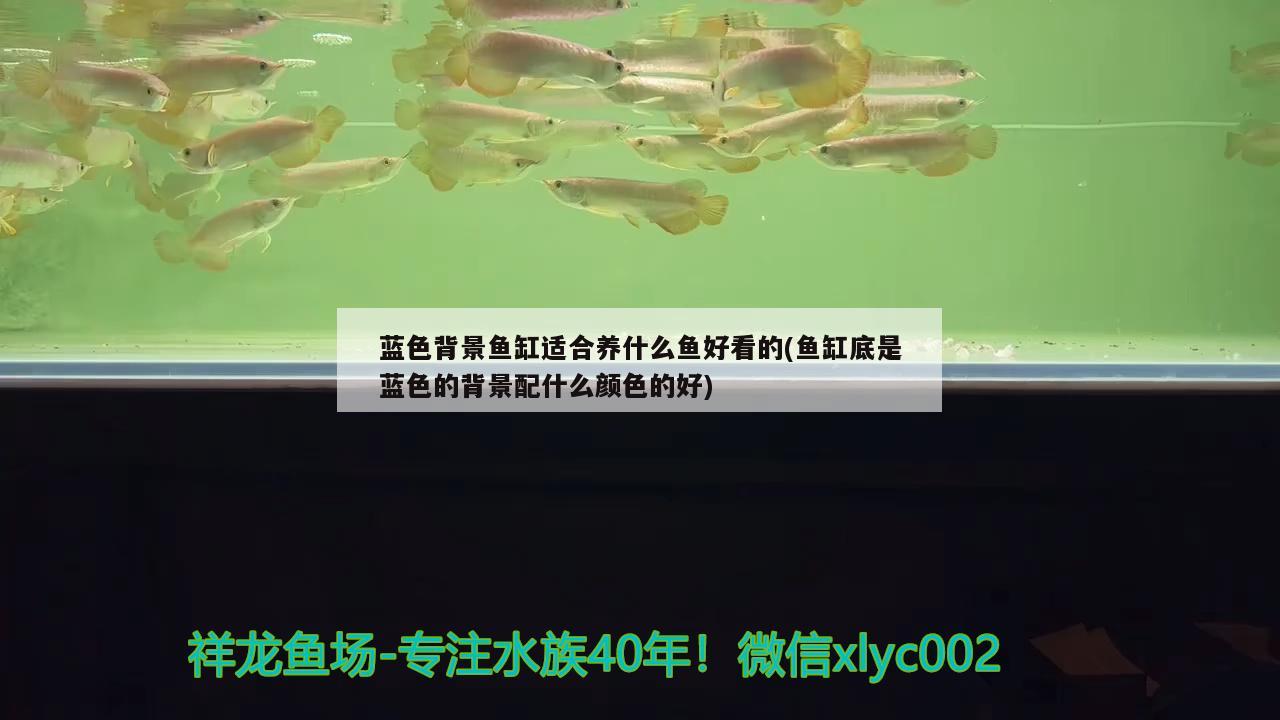 藍色背景魚缸適合養(yǎng)什么魚好看的(魚缸底是藍色的背景配什么顏色的好) 元寶鯽