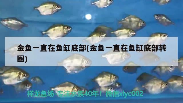 金魚(yú)一直在魚(yú)缸底部(金魚(yú)一直在魚(yú)缸底部轉(zhuǎn)圈) 委內(nèi)瑞拉奧里諾三間魚(yú)苗