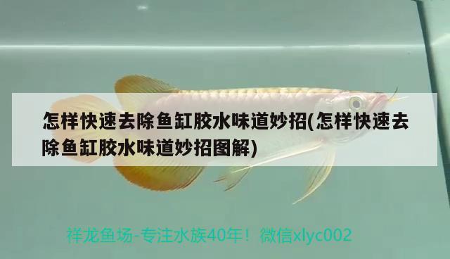 怎樣快速去除魚缸膠水味道妙招(怎樣快速去除魚缸膠水味道妙招圖解) 其它水族用具設(shè)備