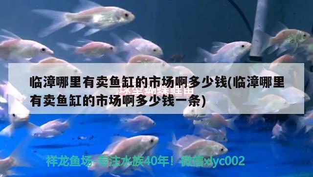 臨漳哪里有賣魚(yú)缸的市場(chǎng)啊多少錢(臨漳哪里有賣魚(yú)缸的市場(chǎng)啊多少錢一條) 泰國(guó)虎魚(yú)