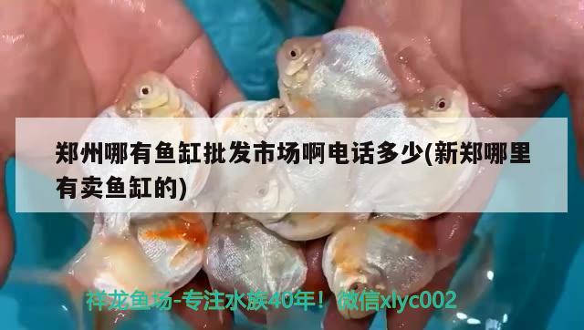 鄭州哪有魚缸批發(fā)市場啊電話多少(新鄭哪里有賣魚缸的)