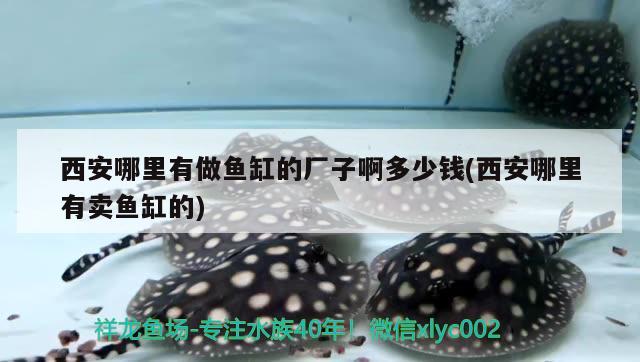 西安哪里有做魚(yú)缸的廠子啊多少錢(qián)(西安哪里有賣(mài)魚(yú)缸的)