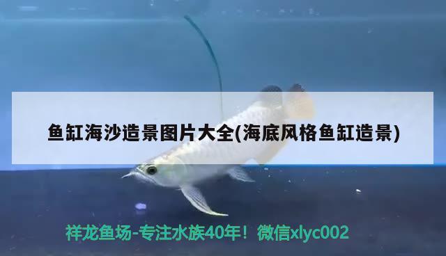 魚(yú)缸海沙造景圖片大全(海底風(fēng)格魚(yú)缸造景)