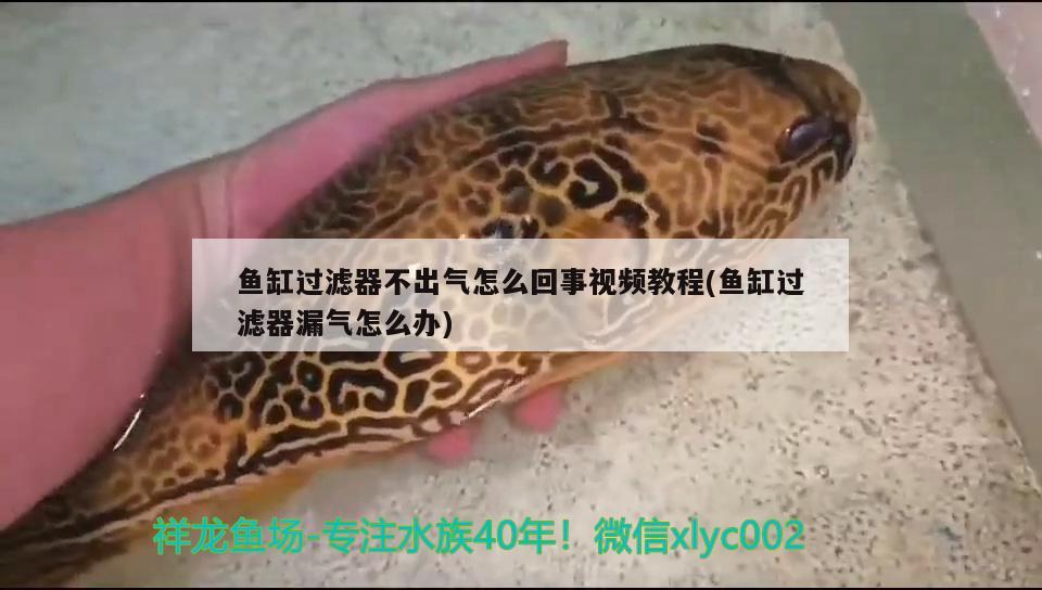 魚缸過濾器不出氣怎么回事視頻教程(魚缸過濾器漏氣怎么辦) 生態(tài)瓶/創(chuàng)意缸/桌面微景缸